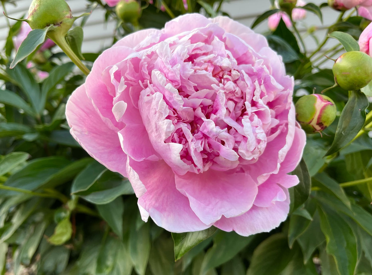 Peony Fragrance Oil
